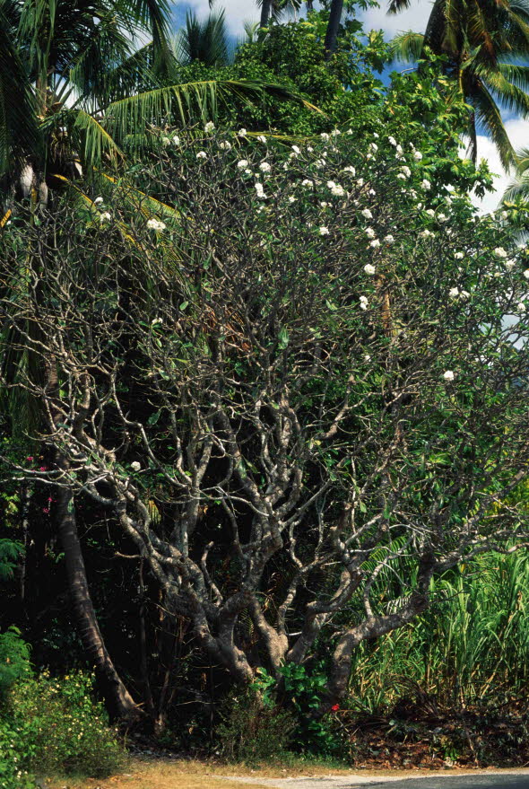 Frangipani im Winter