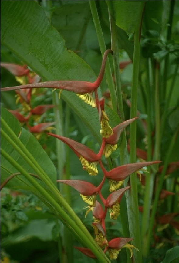 Hanging Lobster Claws