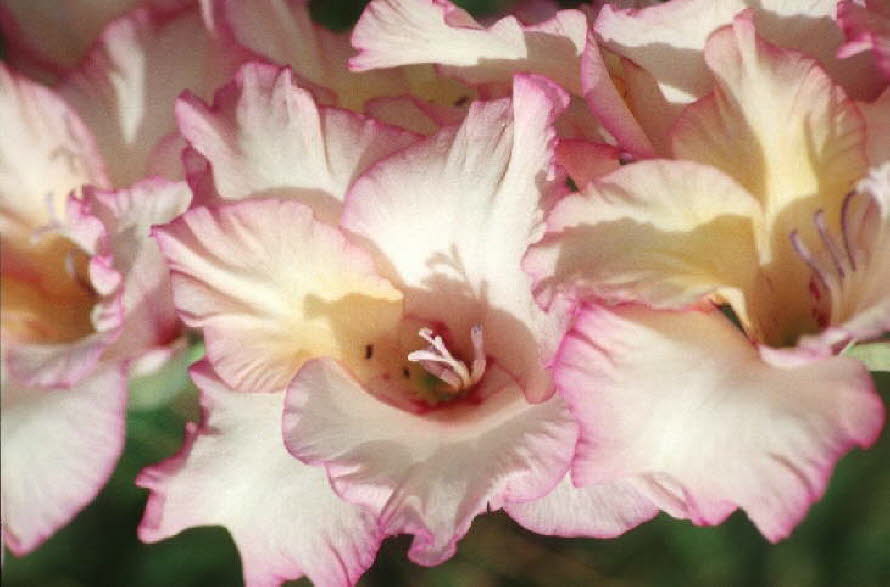 db_Michael_von_Renner_-_00153