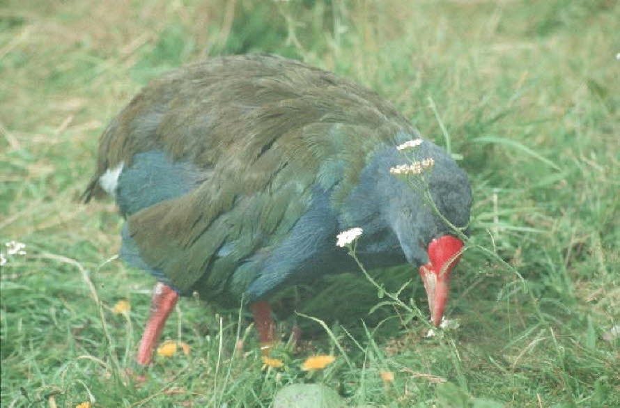 db_Michael_von_Renner_-_00213