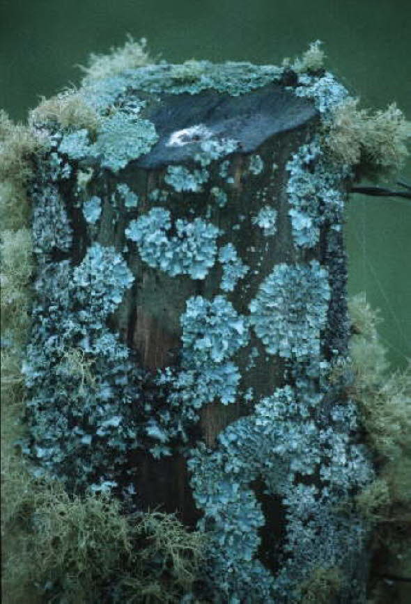 db_Michael_von_Renner_-_00452