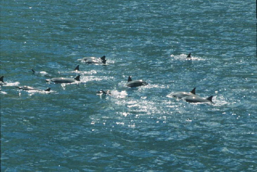 db_Michael_von_Renner_-_00542