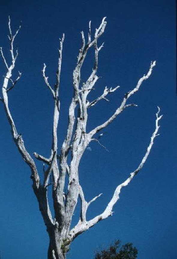 db_Michael_von_Renner_-_00672