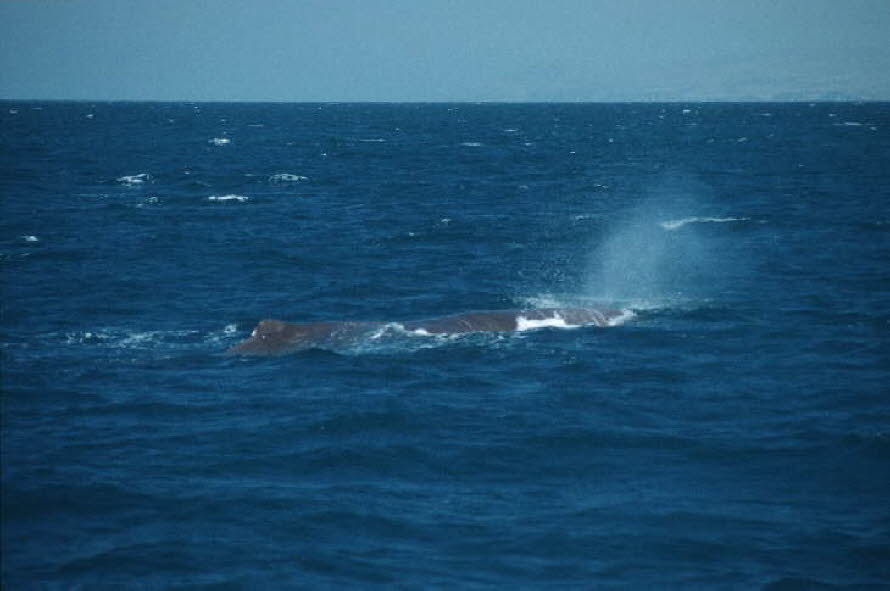 db_Michael_von_Renner_-_00741