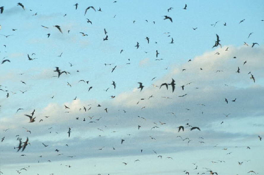 db_Michael_von_Renner_-_0081