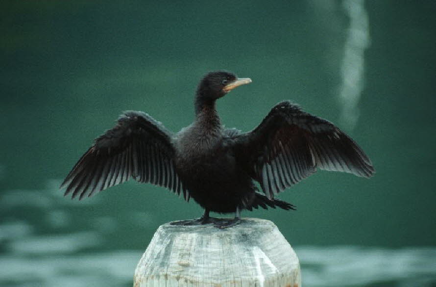 db_Michael_von_Renner_-_00812