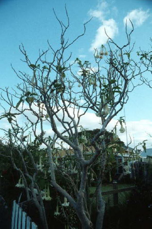 db_Michael_von_Renner_-_00921