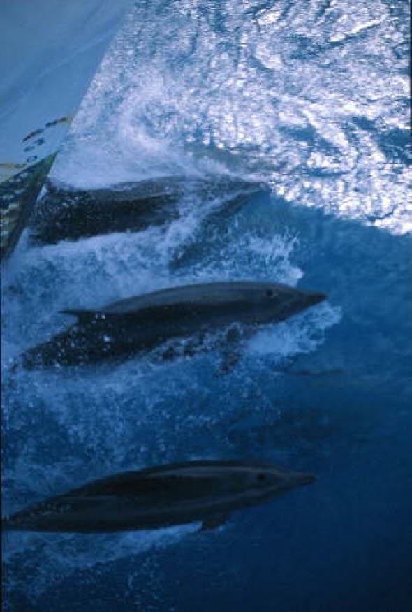 db_Michael_von_Renner_-_0109