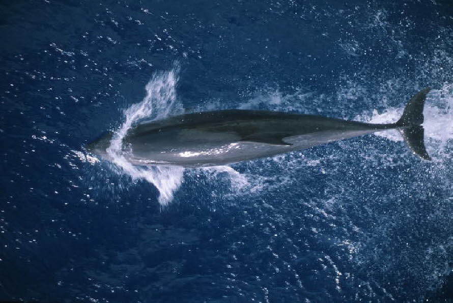 db_Michael_von_Renner_-_0116