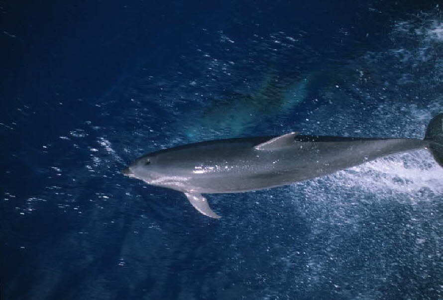 db_Michael_von_Renner_-_0117